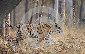 Tiger walking with tail up at Pench national Park,Madhya Pradesh