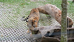 Tiger walking in tiger zoo behind the fence