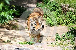 Tiger walking towards camera