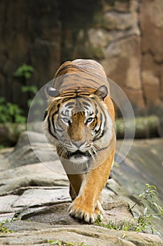 Tiger walking towards camera photo