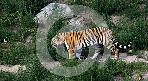 Tiger walking on the trail