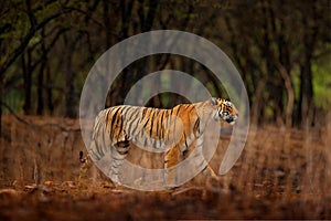 Tiger walking between trees. Indian tiger female with first rain, wild animal in the nature habitat, Ranthambore, India. Big cat,