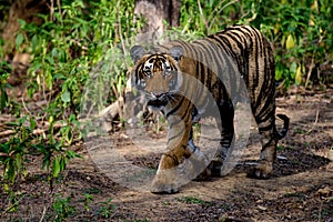 Tiger walking in woods