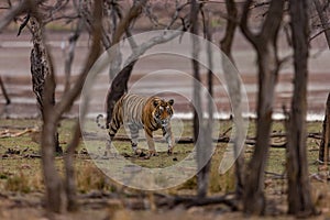 Tiger walking through woods, India