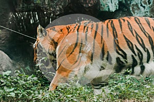 A tiger walking in a zoo cage