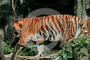 A tiger walking in a zoo cage