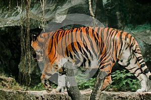 A tiger walking in a zoo cage