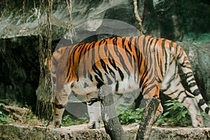 A tiger walking in a zoo cage