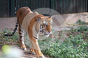 TIGER IS WALKING IN THE ZOO.