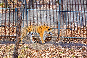 Tiger walks along the fence in the Safari Park. the Amur tiger.
