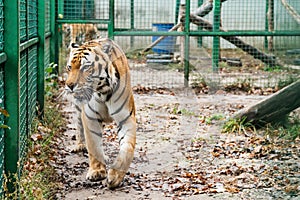 Tiger walks in a cage