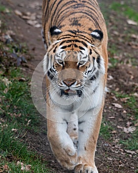 a tiger walks on the grass in the field with rocks