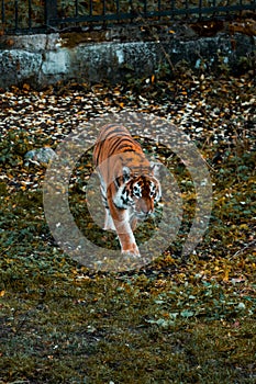 Tiger walks on the grass. Wild animal