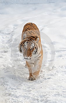 Tiger walks on the snow