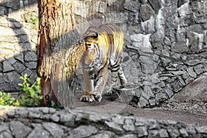 The tiger walks at us, looks ahead.