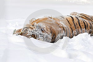 Tiger wallowing in the snow