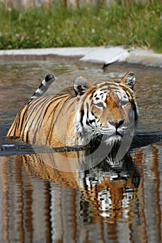 Tiger in water