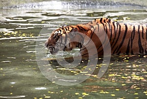 Tiger in water