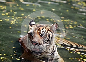 Tiger in water