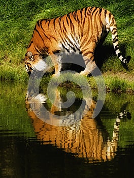 Tiger water