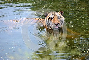 Tiger in water