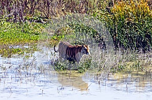 Tiger in water