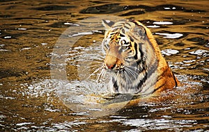 Tiger in water