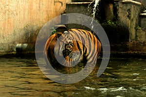 Tiger  water animal jungle king