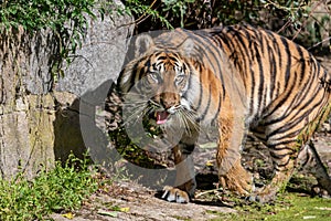 Tiger with water lentils on its maw chuffing