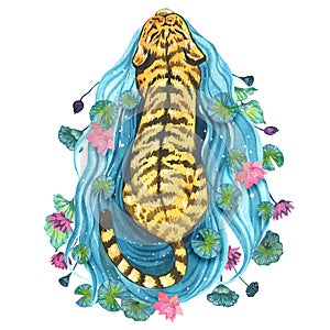 Tiger with water lilies, watercolor illustrations