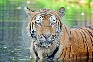 Tiger in  Water Panthera Tigris Altaica