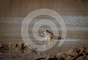 Tiger in water at Tadoba Tiger reserve Maharashtra,India