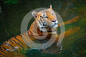 Tiger in water