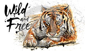 Tiger watercolor painting, animals predator, design of t-shirt, wild and free, print, hunter, king of jungle