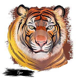 Tiger watercolor portrait in closeup. Hand drawn panthera tigris, wild cat of large size. Felidae family member mammal with furry