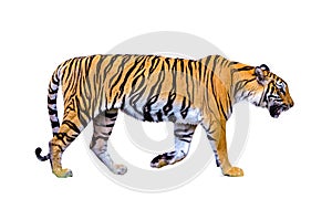 Tiger White background Isolate full body