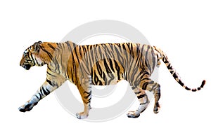 Tiger White background Isolate full body