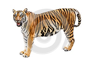 Tiger White background Isolate full body