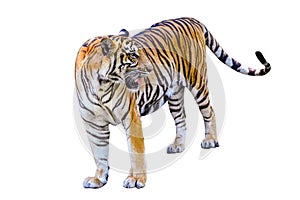 Tiger White background Isolate full body