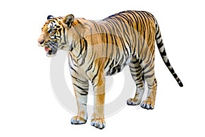 Tiger White background Isolate full body