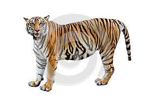 Tiger White background Isolate full body