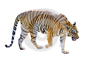Tiger White background Isolate full body