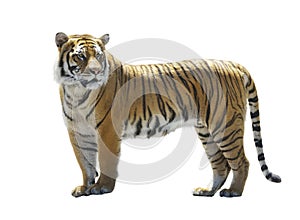 Tiger on White Background