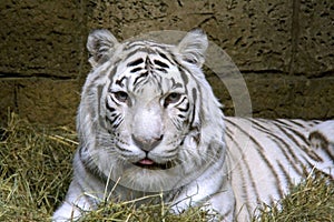 Tiger white bengalese nepal india symbol
