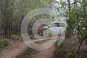 Tiger and white tourist vehical at Tadoba Tiger reserve Maharashtra,India