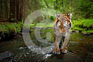 Tiger, wide angle in the forest river. Amur tiger walking in the water. Dangerous animal, tajga, Russia. Siberian tiger, wide lens photo