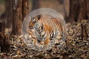 Tiger in wild of India