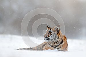 Tiger in wild winter nature. Amur tiger lying in the snow. Action wildlife scene, danger animal. Cold winter, tajga, Russia. Snow photo