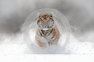 Tiger in wild winter nature. Amur tiger running in the snow. Action wildlife scene with danger animal. Cold winter in tajga, Russ