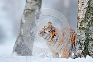 Tiger in wild winter nature. Amur tiger running in the snow. Action wildlife scene, danger animal. Cold winter, tajga, Russia. Sn photo